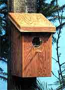 Blue Jay Bird House